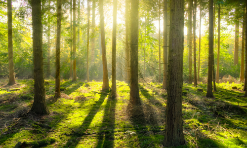 meditazione wesak 2025 associazione gea
